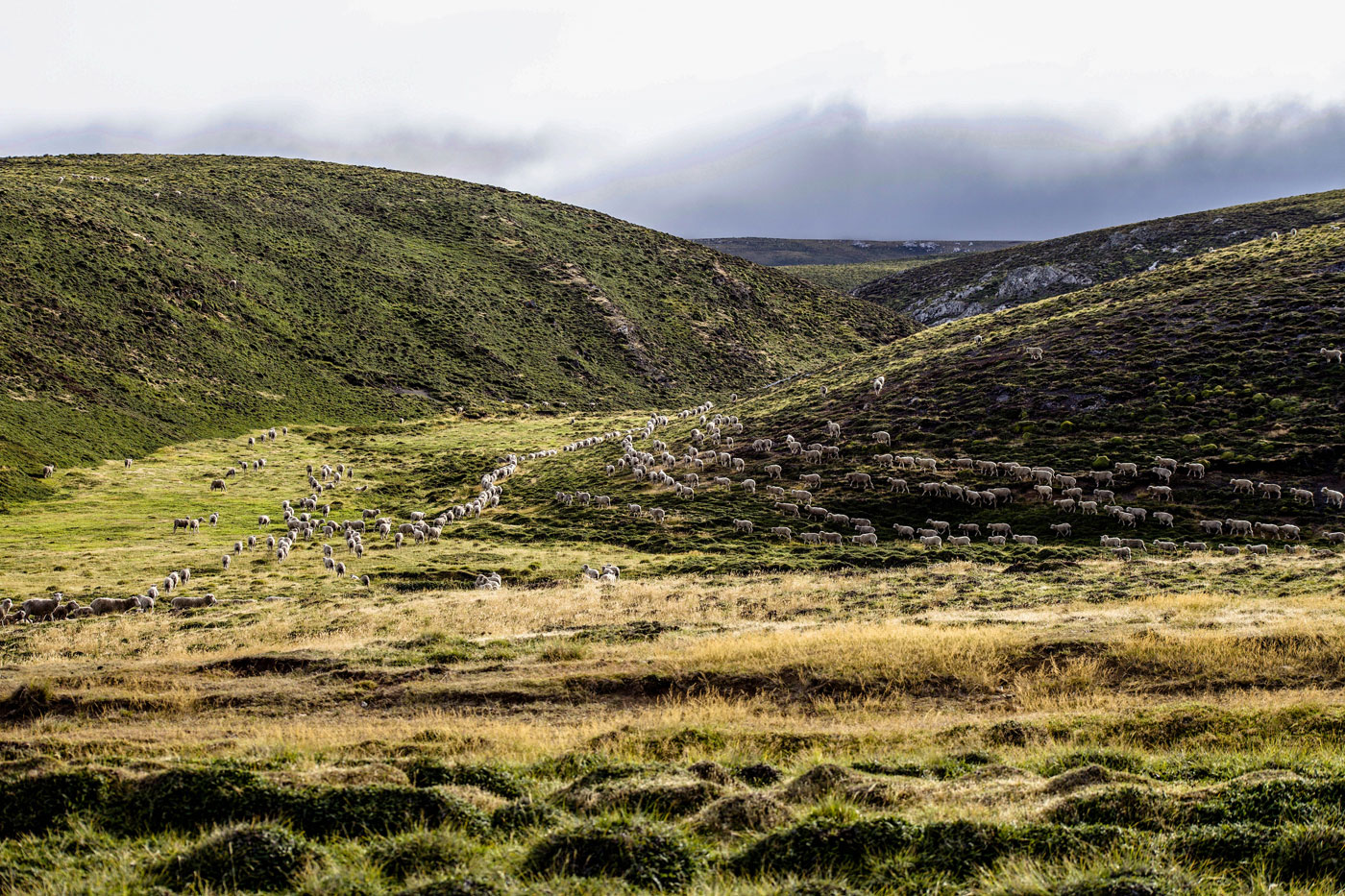 Fly Fishing on the Falkland Islands